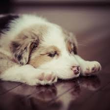 We leverage cloud and hybrid datacenters, giving you the speed and security of nearby vpn services, and the ability to leverage services provided in a remote location. Best Dog Ipad Hd Wallpapers Ilikewallpaper