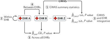 Zhealth works with your it staff to provide seamless integration with . Electronic Health Records And Polygenic Risk Scores For Predicting Disease Risk Nature Reviews Genetics