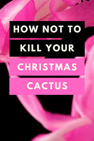 Make and keep these colored epsom salts on hand for use in essential oil diy recipes. Christmas Cactus Care 1 Amazing Hacks Plantophiles