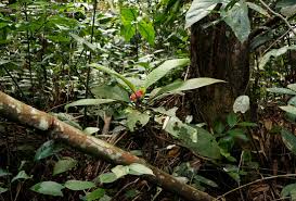 Image result for Stipularia africana