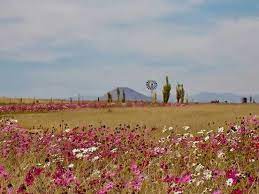 Highveld South Africa Take A Deep Breath And Smell The Veld Love The Cosmos Flowers Landscape Beautiful Pictures Cosmos Flowers