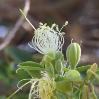 Image result for Maerua angolensis