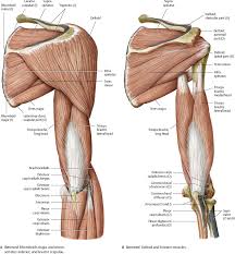 We think this is the most useful anatomy picture that you need. Shoulder Arm Atlas Of Anatomy