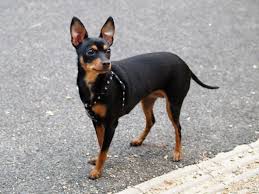 Minyatur Pinscher Egitimi Bakimi Ve Ozellikleri Pet Okulu