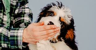 House trained english springer spaniel puppies for sale. Pandemic Puppies And How To Train Them The New York Times