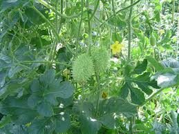 Image result for Cucumis engleri