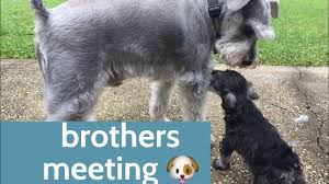 Cut the hair at the neck and trim the whiskers and eyebrows for a neat look. Cutest Miniature Schnauzer Brothers Meeting For The 1st Time Youtube