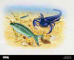 Image result for Pterygota mildbraedii