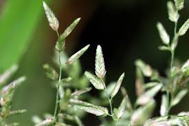 Image result for Eragrostis humidicola