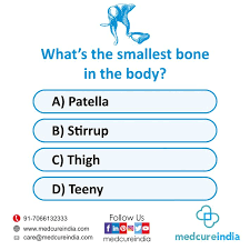 What S The Smallest Bone In The Body Body Bones Small