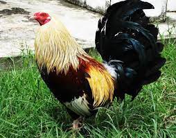 Semoga selalu bahagia sehat wal afiat. Gambar Ayam Import Filipina Arina Gambar