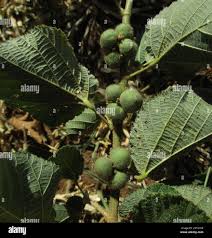 Image result for Grewia villosa