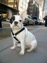 Fransiz Bulldog Ile Ilgili Gorsel Sonucu Bulldog Fransiz Bulldog Buldog