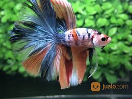 Beli halfmoon cupang online berkualitas dengan harga murah terbaru 2021 di tokopedia! Ikan Cupang Hias Berkualitas Halfmoon Emerald Galaxy Medan Jualo