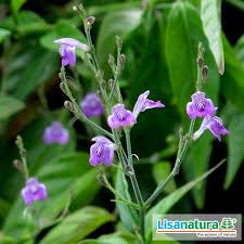 Regular price $20.00 lantana involucrata (bahamas form) regular price $45.00 lawsonia inermis. Justicia Pectoralis Alchetron The Free Social Encyclopedia