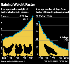 bigger chickens bring a tough new problem woody breast wsj