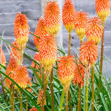 Image result for Kniphofia princeae