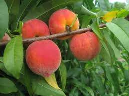Our peach trees can be grown all the down to miami. Gulf King Peach Tree Just Fruits And Exotics
