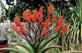 Image result for Aloe excelsa