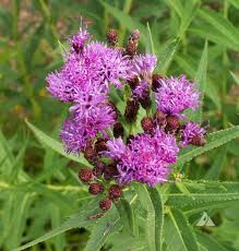 Image result for Vernonia prolixa