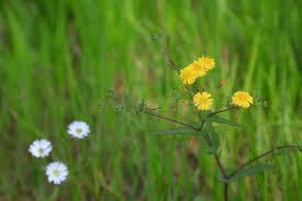 Image result for Lactuca indica