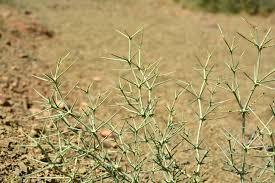 Image result for Fagonia isotricha