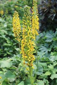 Image result for Ligularia sibirica