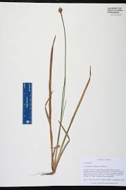 Image result for Xyridaceae