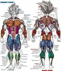 Saiyan Anatomy Chart Dragon Ball Dragon Ball Z Goku