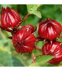 Image result for Renealmia africana