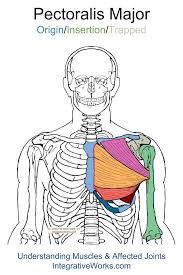Pin On Chest Origin Insertion
