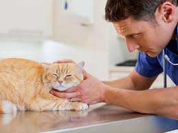 Normally, hair ingested by your cat passes through her intestinal tract and is expelled in the litter box. Cat Vomiting When Should I Worry About It Uk Pets