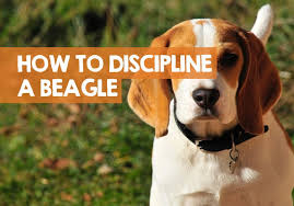 Beagles for sale in los angeles لم يسبق له مثيل الصور tier3 xyz. How To Discipline A Beagle Puppy 7 Alternative Punishments