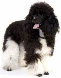 Parti standard poodle black and white. Parti Poodles Mismarks Tuxedo And Ticking On A Poodle
