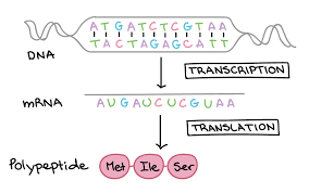 the genetic code article khan academy