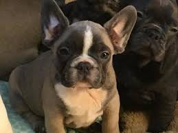 A great family lil pup. French Bulldogs For Sale For Sale In Eagan Minnesota Classified Americanlisted Com