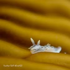 Image result for Erythrococca polyandra