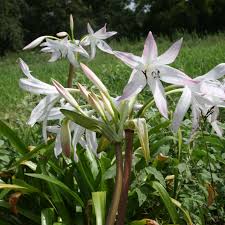 Image result for Crinum aurantiacum