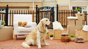Die wohnung hat einen langen flur und liegt im ersten stock. Hundehaltung In Mietwohnung 7 Tipps Herz Fuer Tiere De