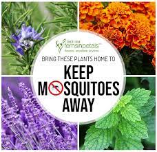 Lemon balm keeps mosquitoes away, but attracts pollinators, such as bees and butterflies. Keep These Plants In Your Home To Keep Mosquitoes Away
