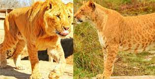 What Are Some Hybrids Of Big Cats Quora
