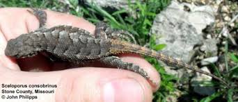 Image result for Scepocarpus