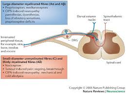 Image result for Cancer Pain