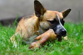 Can dogs eat pork american kennel club from s3.amazonaws.com maybe you would like to learn more about one of these? Can Dogs Eat Pork Raw Or Cooked Dog Carion