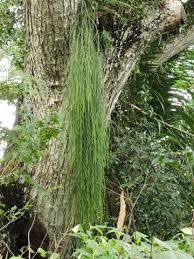 Image result for Rhipsalis