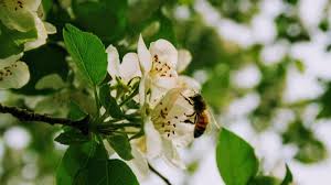 Check spelling or type a new query. 6 Simple Ways You Can Help Save Bees From Extinction Euronews