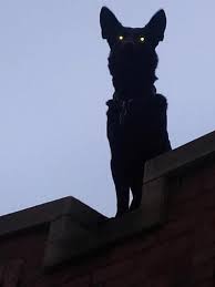 These Animals Look Like They Re Performing A Satanic Ritual And It S Creepy Black Dog Creepy Drawings Horror