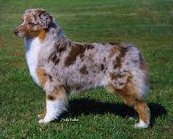 They appreciate consistency, which often requires a regular schedule that provides them with structure. Coat Color Asca