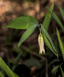 Image result for Clutia sessilifolia