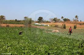Casamance : Un Projet Agricole de 10 000 Hectares